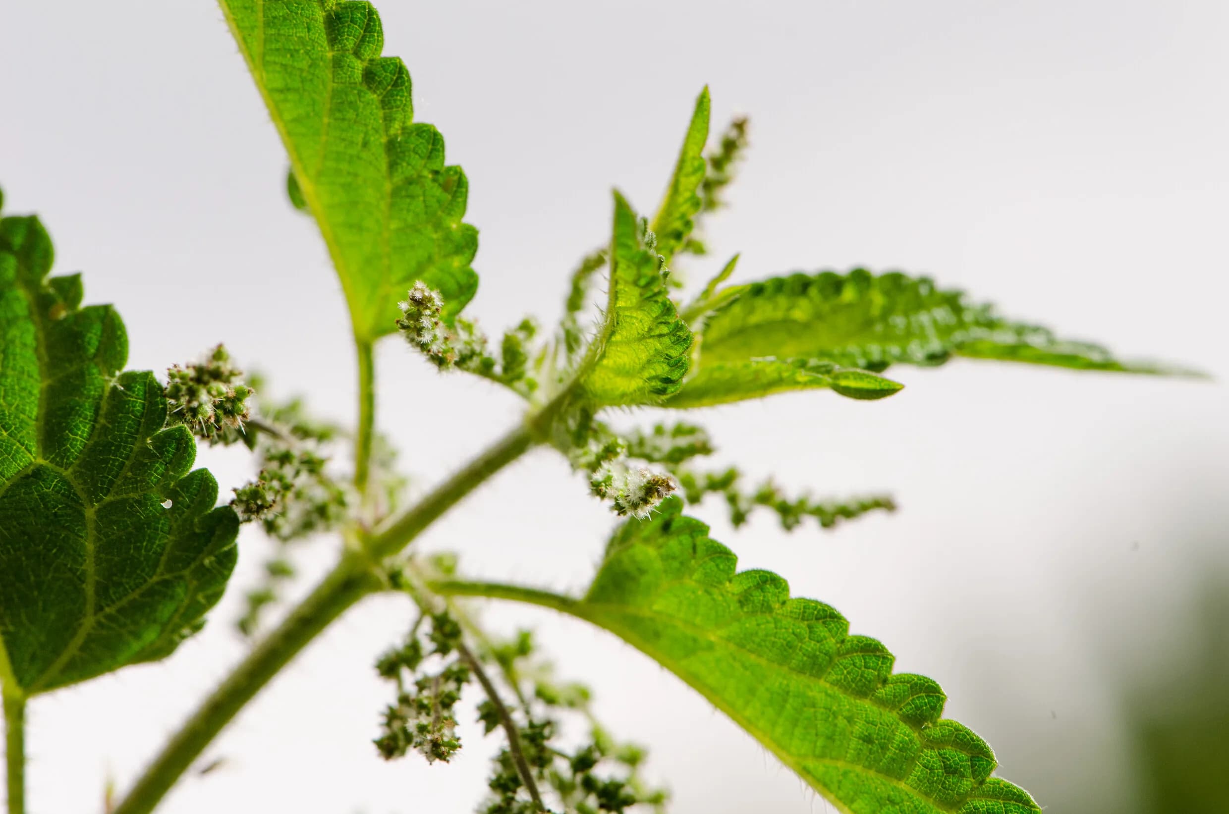 収穫前の植物